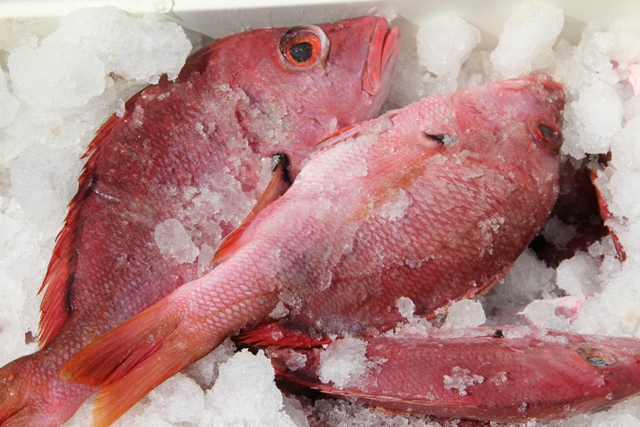 Freshly-caught local red snapper on ice (file photo)